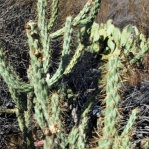 Cylindropuntia californica, in habitat, Weldon B