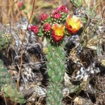 Cylindropuntia californica, in habitat, Toxicologist