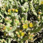 Cylindropuntia californica, garden plant