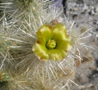 Cylindropuntia_chuckwallensis_10-Apr-2012_Riverside_CA_2_CW