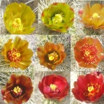 Cylindropuntia chuckwallensis flower collage