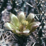 Cylindropuntia davisii, near Santa Cruz, NM