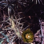 Cylindropuntia davisii, near Vaughn, NM
