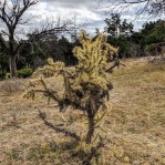 Cylindropuntia davisii, Roberts Ranch, Parker Co. TX, Michelle Cloud-Hughes