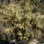 Cylindropuntia davisii, Parker Co. TX, Ron Breer