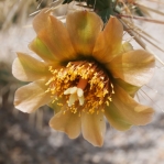 Cylindropuntia davisii, flower, Judy Pigue