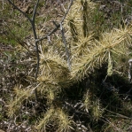 Cylindropuntia davisii, Parker Co. TX, Ron Breer