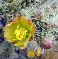 Cylindropuntia echinocarpa