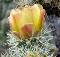 Cylindropuntia echinocarpa