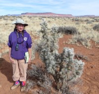 Cylindropuntia echinocarpa