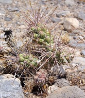 Cylindropuntia echinocarpa, small plant, Las Vegas, NV