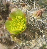 Cylindropuntia echinocarpa