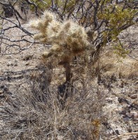 Cylindropuntia echinocarpa, NV