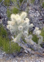 Cylindropuntia echinocarpa, Mt Charleston, NV