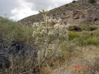 Cylindropuntia echinocarpa, Mt Charleston, NV