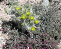 Cylindropuntia echinocarpa, Meadview, AZ, Nancy Hussey