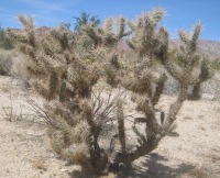 Cylindropuntia echinocarpa