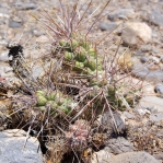 Cylindropuntia echinocarpa, small plant, Las Vegas, NV
