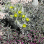Cylindropuntia echinocarpa, Meadview, AZ, Nancy Hussey