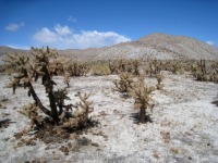 Cylindropuntia fosbergii, San Diego County
