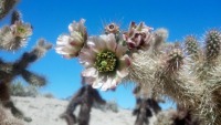 Cylindropuntia fosbergii, bloom, San Diego County, Michelle Cloud Hughes
