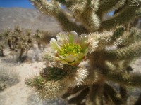 Cylindropuntia fosbergii, bloom, San Diego County, Michelle Cloud Hughes