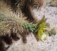 Cylindropuntia fosbergii, bloom, San Diego County, Michelle Cloud Hughes-Apr-2013_San_Diego_CA_4-mch