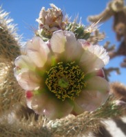 Cylindropuntia fosbergii, flower, San Diego County, Michelle Cloud Hughes