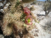 Cylindropuntia fosbergii, flower, San Diego County, Michelle Cloud Hughes