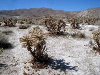 Cylindropuntia fosbergii, San Diego County