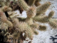 Cylindropuntia fosbergii, San Diego County