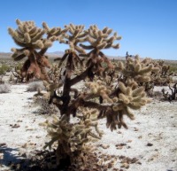 Cylindropuntia fosbergii, San Diego County