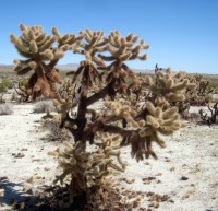 Cylindropuntia fosbergii