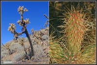 Cylindropuntia fosbergii,
