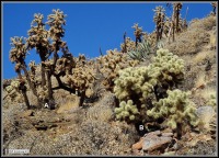 Cylindropuntia fosbergii (Left) with C. bigelovii (Right), www.waynesword. palomar.edu