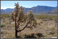 Cylindropuntia fosbergii, www.waynesword. palomar.edu