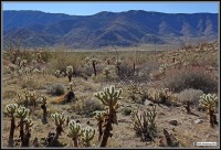 Cylindropuntia fosbergii, www.waynesword. palomar.edu