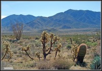 Cylindropuntia fosbergii, www.waynesword. palomar.edu