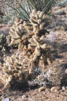 Cylindropuntia fosbergii, Gary Monroe