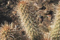 Cylindropuntia fosbergii, Gary Monroe
