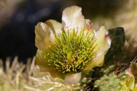Cylindropuntia fosbergii, Mr. Sullivan
