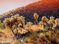 Cylindropuntia fosbergii, Mr. Sullivan