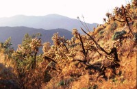 Cylindropuntia fosbergii, Mr. Sullivan