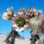 Cylindropuntia fosbergii, bloom, San Diego County, Michelle Cloud Hughes