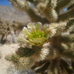 Cylindropuntia fosbergii, bloom, San Diego County, Michelle Cloud Hughes