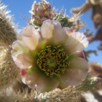 Cylindropuntia fosbergii, flower, San Diego County, Michelle Cloud Hughes
