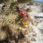 Cylindropuntia fosbergii, flower, San Diego County, Michelle Cloud Hughes