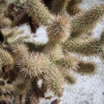 Cylindropuntia fosbergii, San Diego County