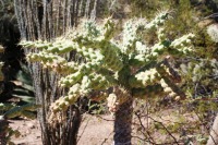 Cylindropuntia fulgida