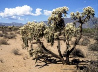Cylindropuntia fulgida, World Botanical